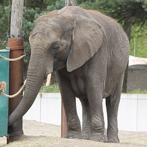 Very pregnant African elephant