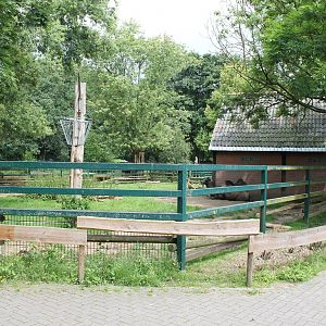 Enclosure Bactrian camel