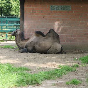 Bactrian camel