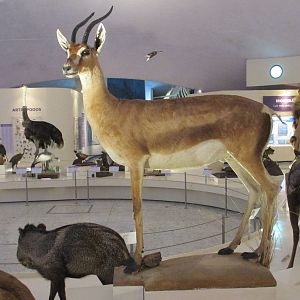 grant?s gazelle museo de historia natural