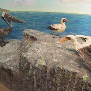 brown pelican and blue footed booby museo de historia natural