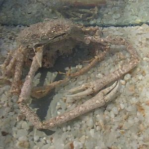panamanian spider crab museo de historia natural