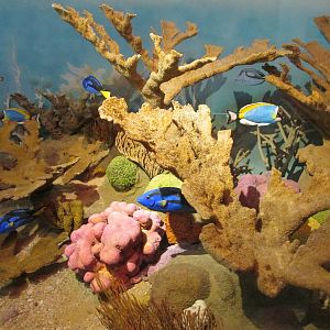 coral reef diorama museo de historia natural
