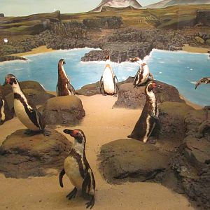 humboldt?s penguins museo de historia natural