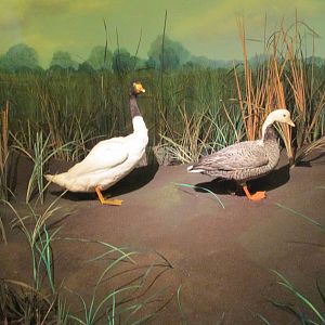 river scene museo de historia natural