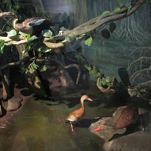 mexican tropical river diorama museo historia natural