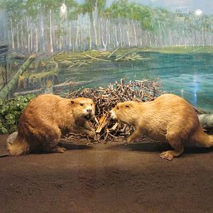 beavers museo de historia natural