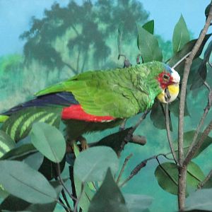 white fronted amazon parrot museo de historia natural