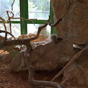 Rock hyrax in the Elephant House