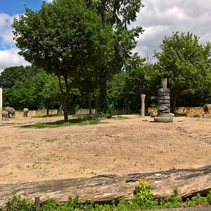 African elephant enclosure