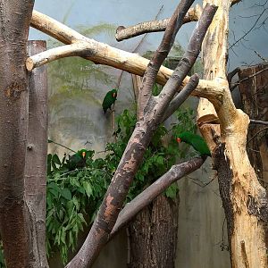 New Guinea red-sided eclectus parrot