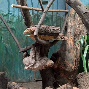 Linnaeus' two-toed sloth