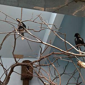 Silvery-cheeked hornbill
