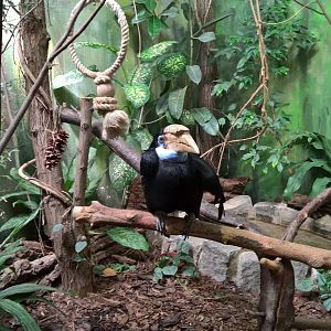 Papuan hornbill