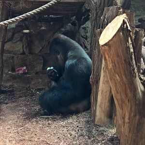 Western lowland gorilla