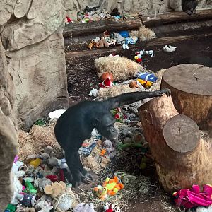 Chimpanzee with a lot of toys