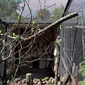Black-cheeked lovebird