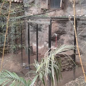 Crowned pigeon aviary in the Bamboo Jungle