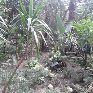 View into the Bamboo Jungle