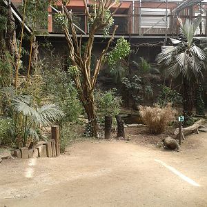 View into the Bamboo Jungle