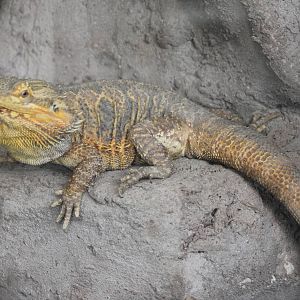 Bearded dragon