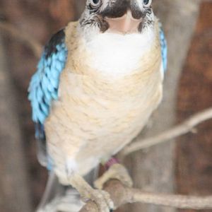 Blue-winged kookaburra