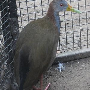 Giant - Ypecaha - wood rail