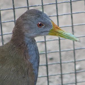 Giant - Ypacaha - wood rail
