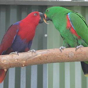 Pair of Ambon eclectus parrots