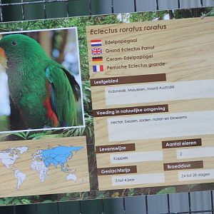 Sign Grand - Ceram - eclectus parrot