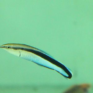 Cleaner wrasse - Laboides dimidiatus