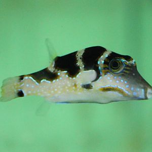 Canthigaster valentini