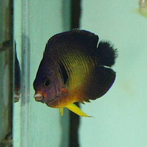 Twospined Angelfish (Centropyge bispinosa)