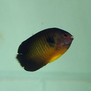 Twospined Angelfish (Centropyge bispinosa)