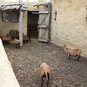 SERENGA - goat enclosure