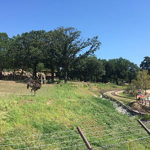Giraffe/Ostrich/Impala/Stork/White Rhino Exhibit