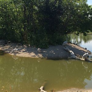 Pink Backed Pelican Island