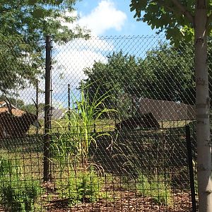 Sable Antelope Exhibit