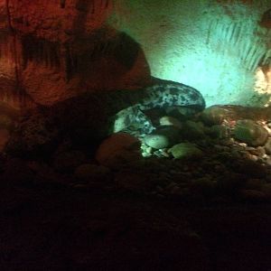 Japanese Giant Salamander