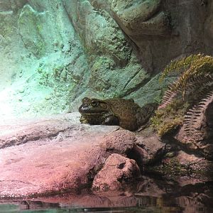 Maryland Experience - American Bullfrog