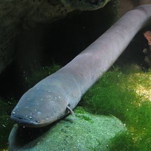 Surviving Through Adaption - Electric Eel