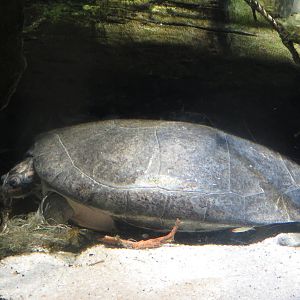 Amazon River Forest - Giant South American River Turtle