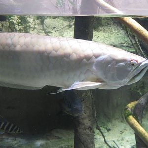 Amazon River Forest - Silver Arowana