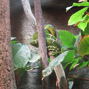 Amazon River Forest - Emerald Tree Boa