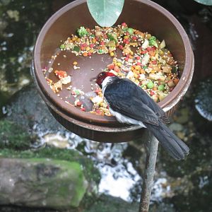 Upland Tropical Rain Forest