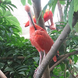Upland Tropical Rain Forest - Scarlet Ibis