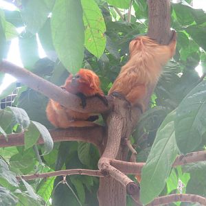 Upland Tropical Rain Forest - Golden Lion Tamarin