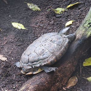 Upland Tropical Rain Forest - South American Yellow-Footed Tortoise