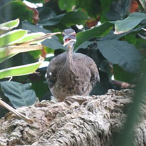 Upland Tropical Rain Forest - Sunbittern