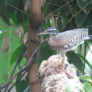 Upland Tropical Rain Forest - Sunbittern